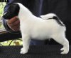 DogsIndia.com - Fox Terrier (Smooth) - Ramesh Yadav