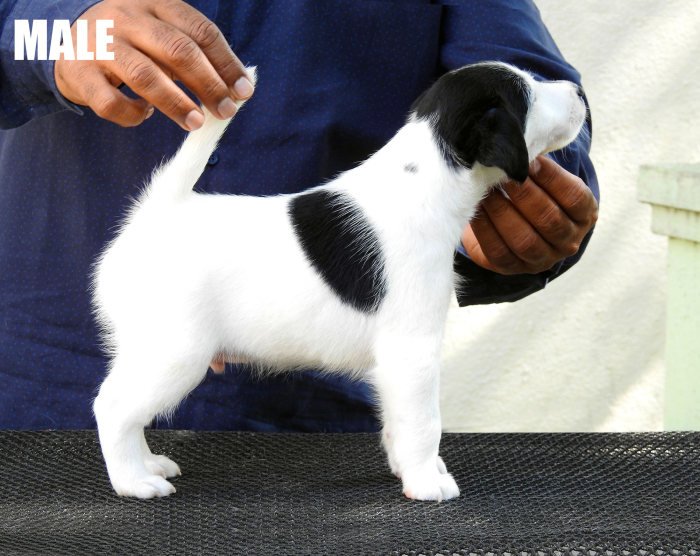 DogsIndia.com - Fox Terrier (Smooth) - Ramesh Yadav