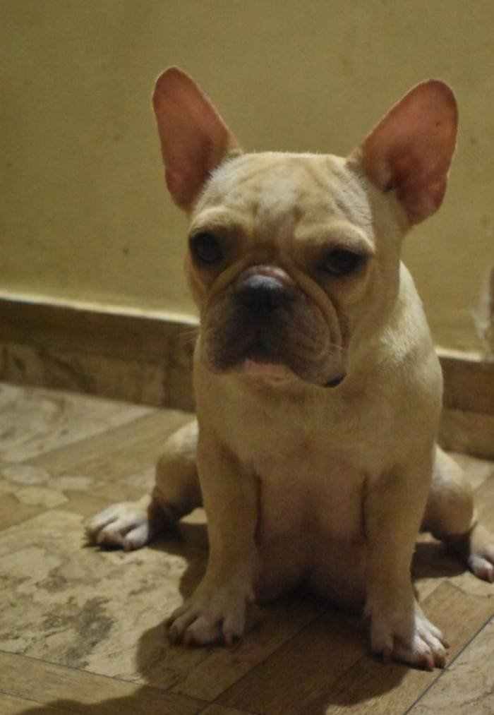 DogsIndia.com - French Bulldog - Derick (Shade's)