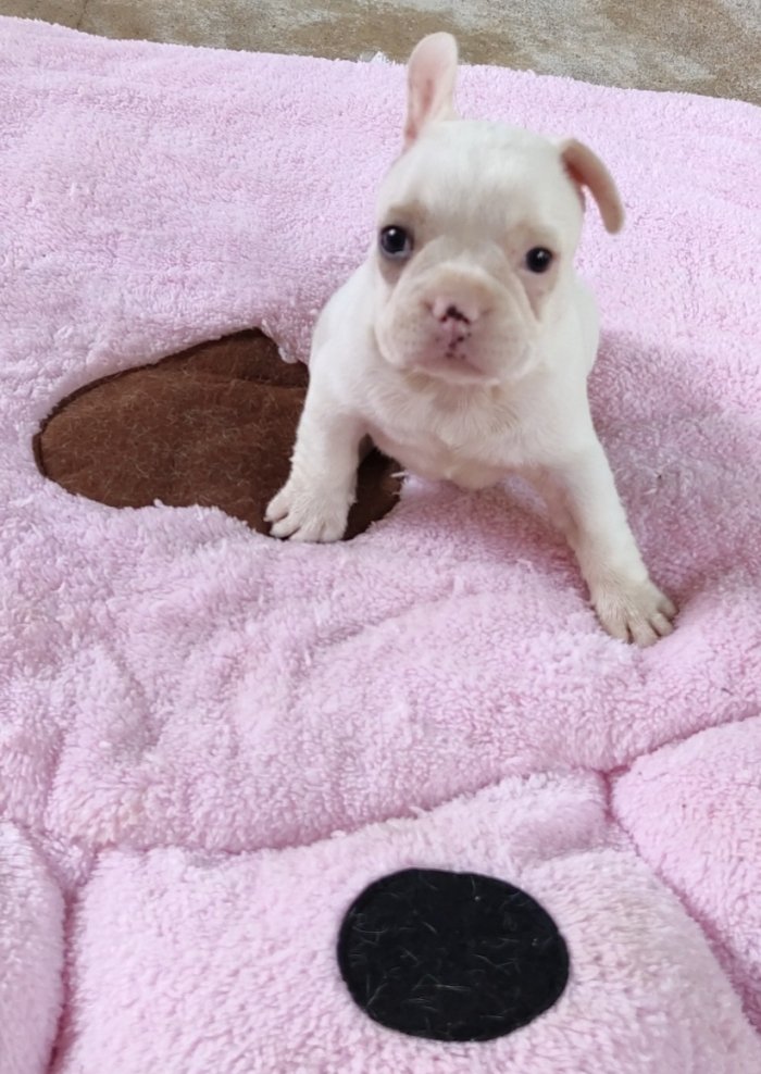 DogsIndia.com - French Bulldog - Derick (Shade's)