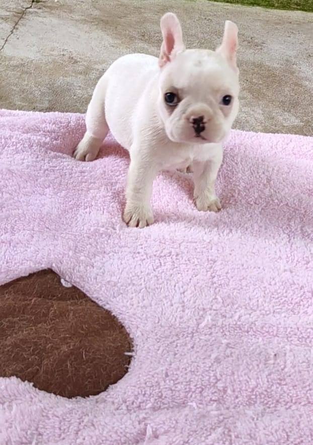DogsIndia.com - French Bulldog - Derick (Shade's)
