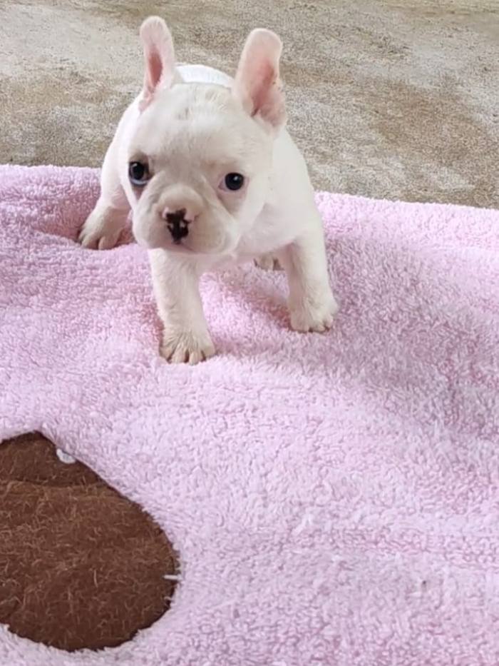 DogsIndia.com - French Bulldog - Derick (Shade's)