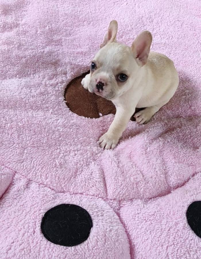 DogsIndia.com - French Bulldog - Derick (Shade's)