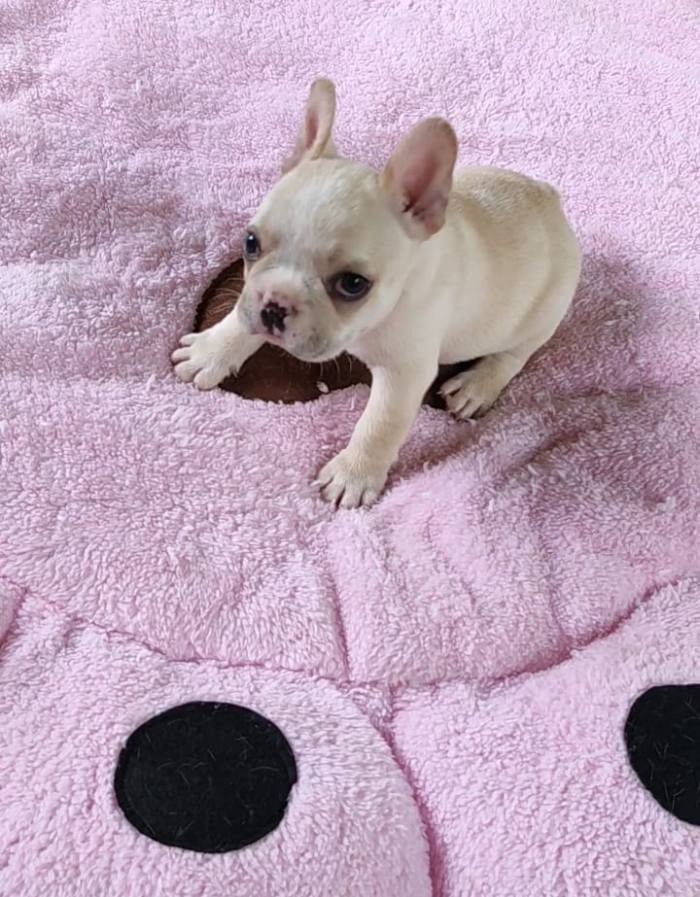 DogsIndia.com - French Bulldog - Derick (Shade's)