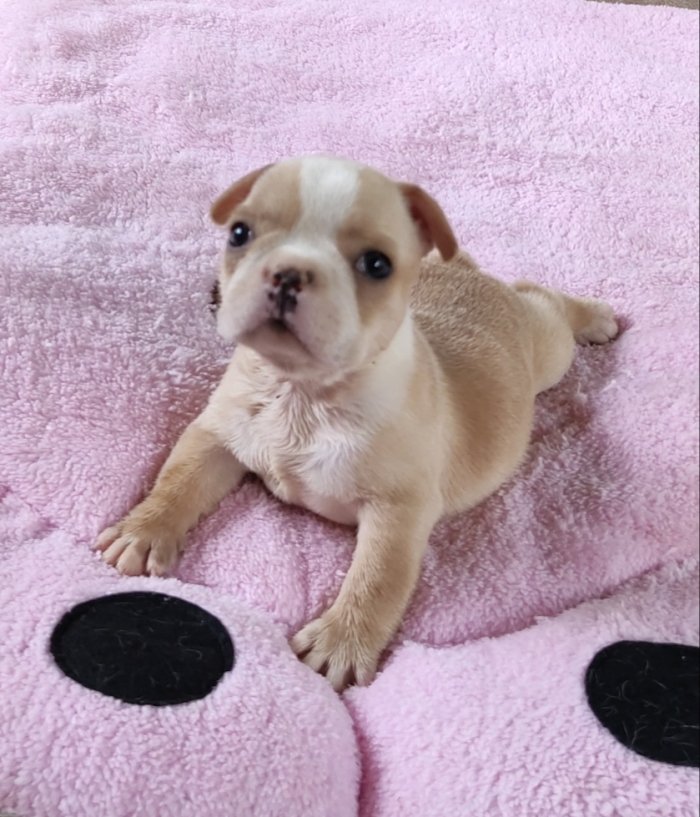 DogsIndia.com - French Bulldog - Derick (Shade's)
