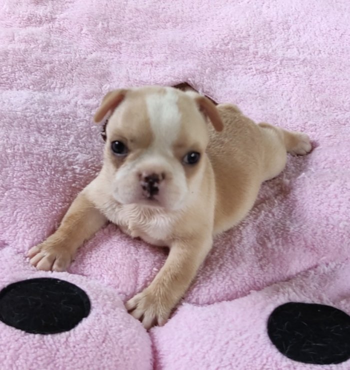 DogsIndia.com - French Bulldog - Derick (Shade's)