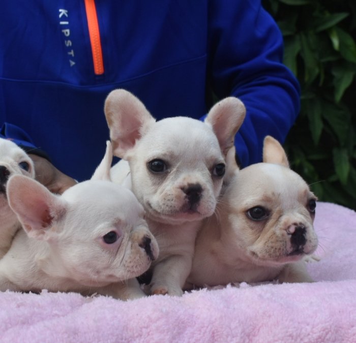 DogsIndia.com - French Bulldog - Derick (Shade's)
