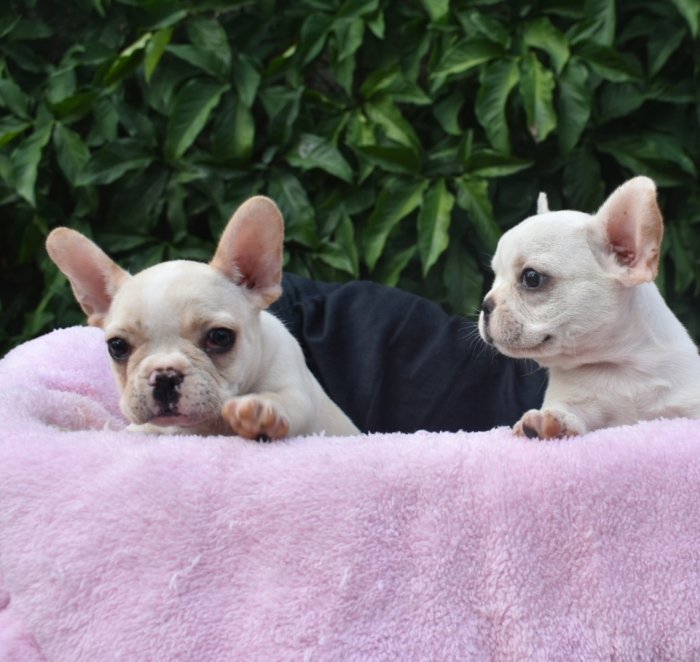 DogsIndia.com - French Bulldog - Derick (Shade's)
