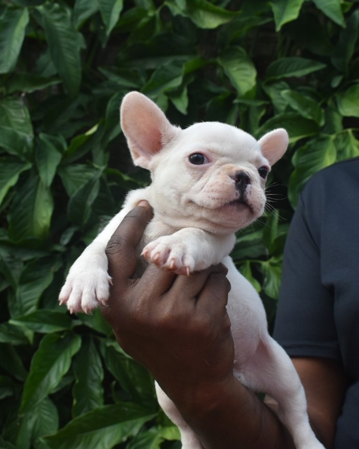DogsIndia.com - French Bulldog - Derick (Shade's)