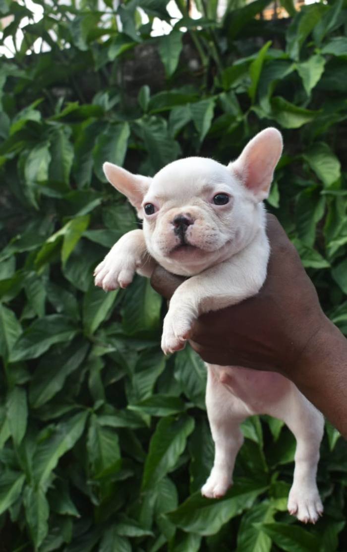 DogsIndia.com - French Bulldog - Derick (Shade's)