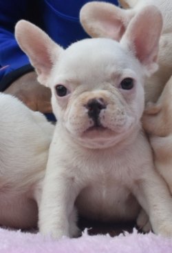 DogsIndia.com - French Bulldog - Derick (Shade's)