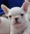 DogsIndia.com - French Bulldog - Derick (Shade's)