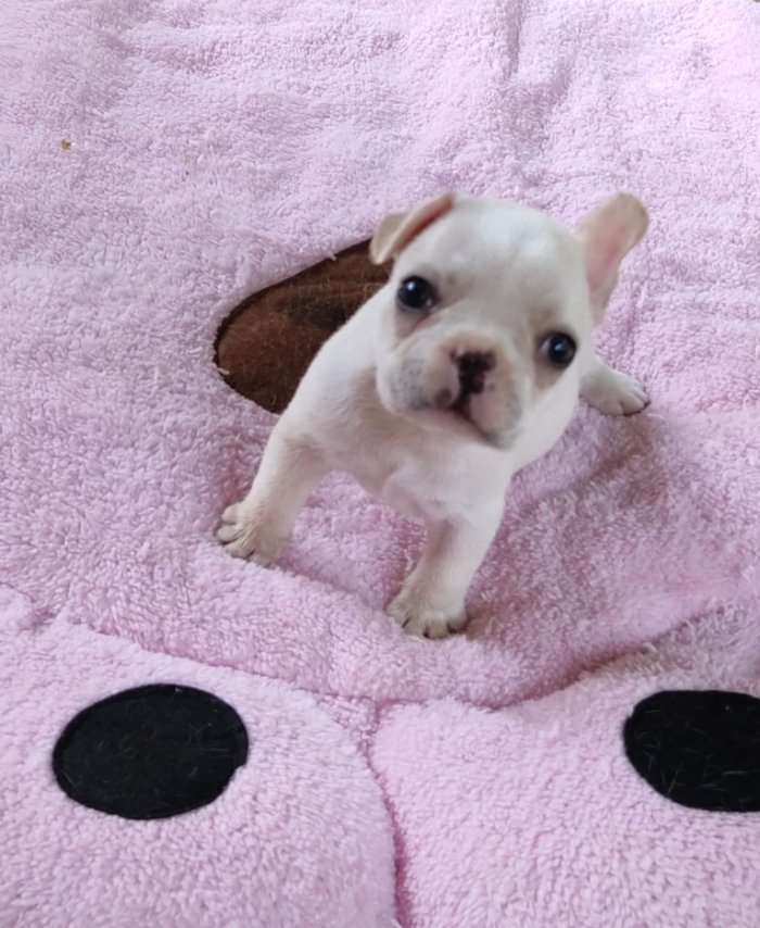 DogsIndia.com - French Bulldog - Derick (Shade's)