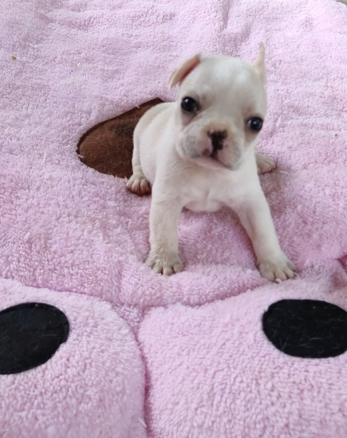 DogsIndia.com - French Bulldog - Derick (Shade's)
