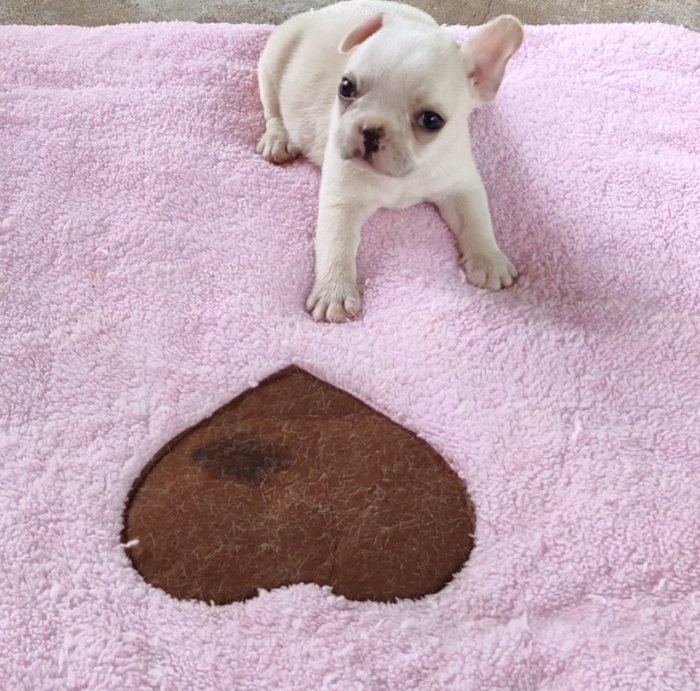 DogsIndia.com - French Bulldog - Derick (Shade's)