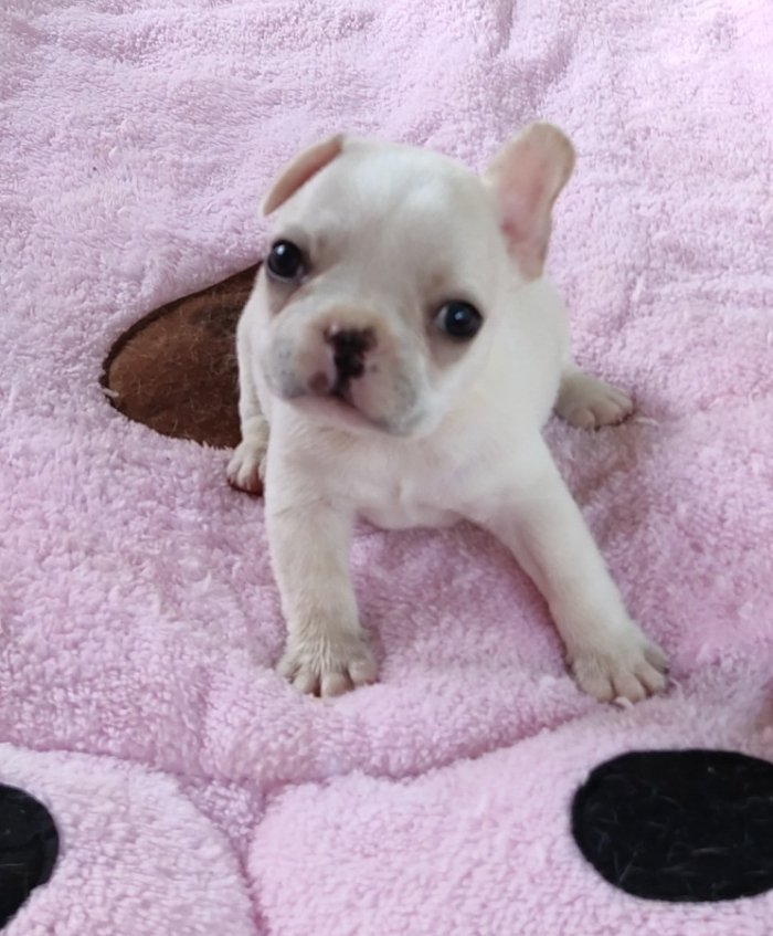 DogsIndia.com - French Bulldog - Derick (Shade's)
