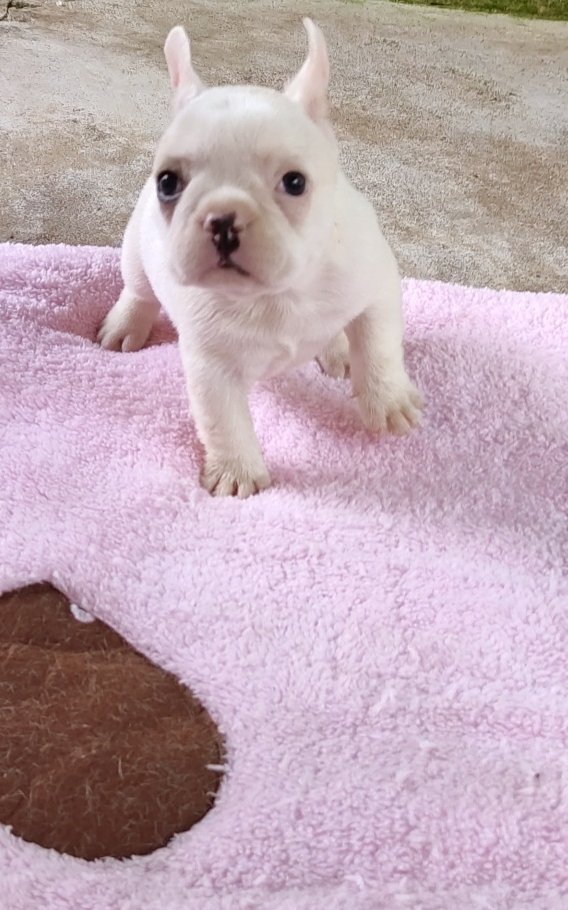 DogsIndia.com - French Bulldog - Derick (Shade's)