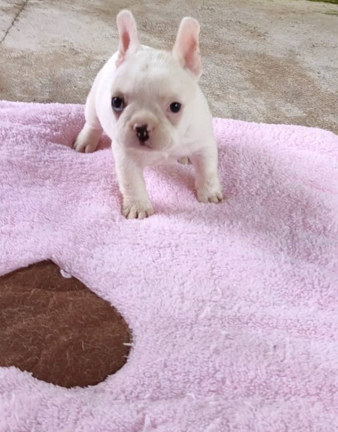DogsIndia.com - French Bulldog - Derick (Shade's)