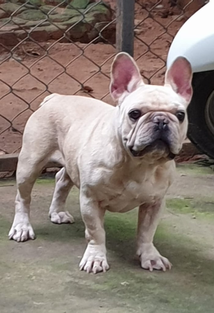 DogsIndia.com - French Bulldog - Derick (Shade's)