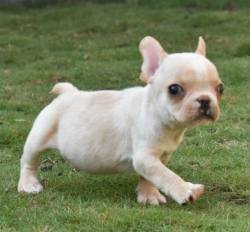 DogsIndia.com - French Bulldog - Derick (Shade's)
