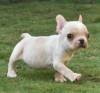 DogsIndia.com - French Bulldog - Derick (Shade's)