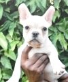 DogsIndia.com - French Bulldog - Derick, Shades
