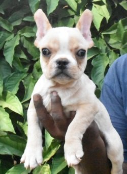 DogsIndia.com - French Bulldog - Derick, Shades