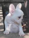 DogsIndia.com - French Bulldog - Derick (Shade's)