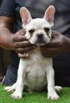 DogsIndia.com - French Bulldog - Derick (Shade's)