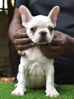 DogsIndia.com - French Bulldog - Shades - Derick