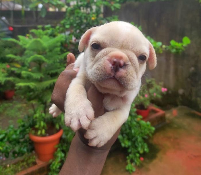 DogsIndia.com - French Bulldog - Derick (Shade's)