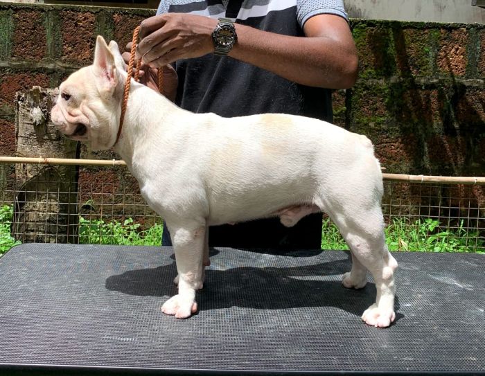 DogsIndia.com - French Bulldog - Shades