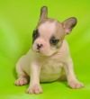 DogsIndia.com - French Bulldogs - Parakamani Kennels