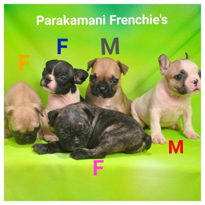 DogsIndia.com - French Bulldogs - Parakamani Kennels