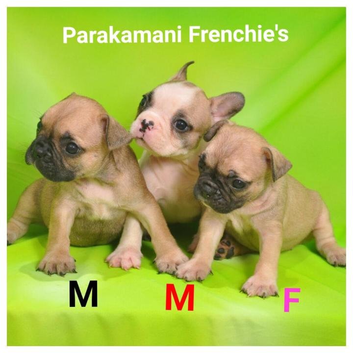 DogsIndia.com - French Bulldogs - Parakamani Kennels