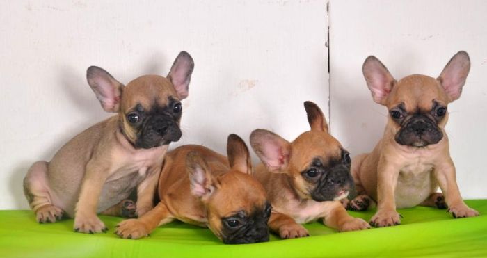 DogsIndia.com - French Bulldogs - Parakamani Kennels