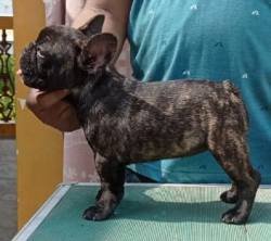 DogsIndia.com - French Bulldog - Venkatesh (AP)
