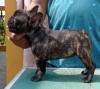 DogsIndia.com - French Bulldog - Venkatesh (AP)