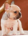 DogsIndia.com - French Bulldog - Dvijatman Kennels