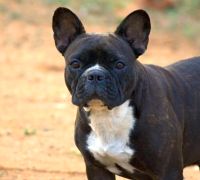 DogsIndia.com - French Bulldog - Logesh, Tiruppur