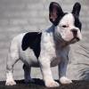 DogsIndia.com - French Bulldog - Sandeep Singh Sandhu