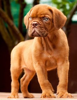 DogsIndia.com - French Mastiff - Dogue de Bordeaux - Dvijatman Kennels