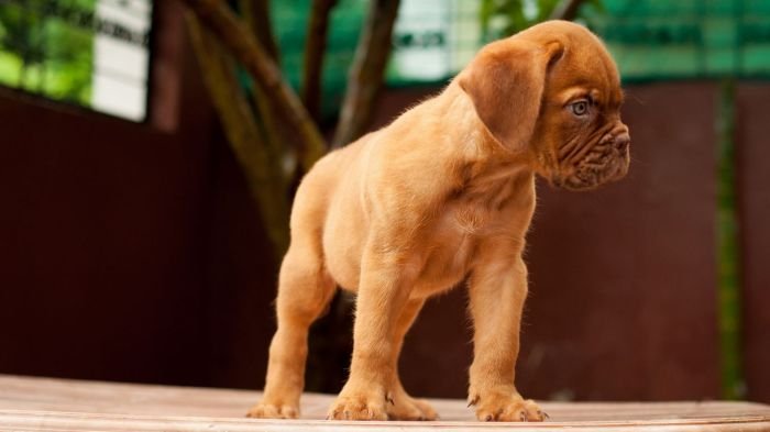 DogsIndia.com - French Mastiff - Dogue de Bordeaux - Dvijatman Kennels