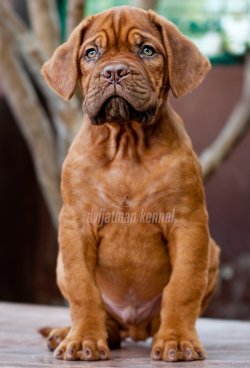 DogsIndia.com - French Mastiff - Dogue de Bordeaux - Dvijatman Kennels