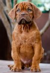 DogsIndia.com - French Mastiff - Dogue de Bordeaux - Dvijatman Kennels