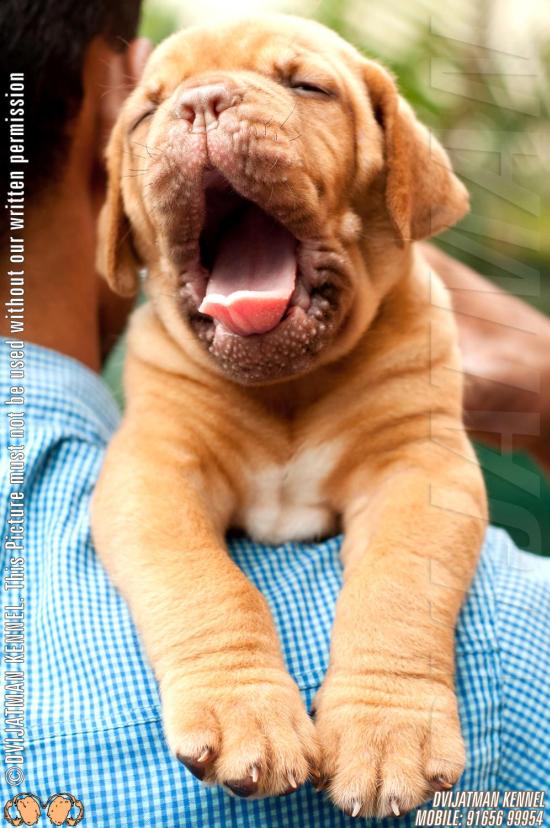 DogsIndia.com - French Mastiff - Dogue de Bordeaux - Dvijatman Kennels