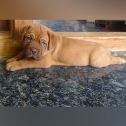 DogsIndia.com - French Mastiff - Shaji Nair