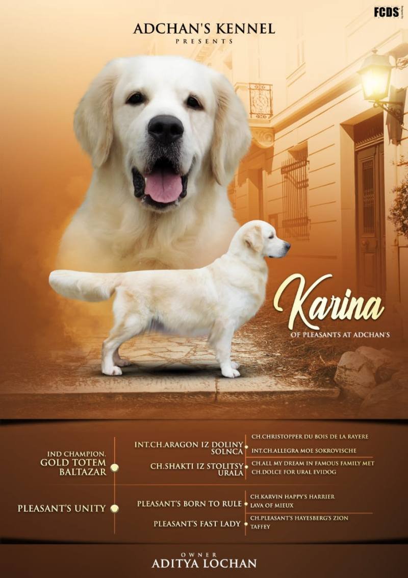 DogsIndia.com - Golden Retriever - Adchan's Kennel - Aditya Lochan