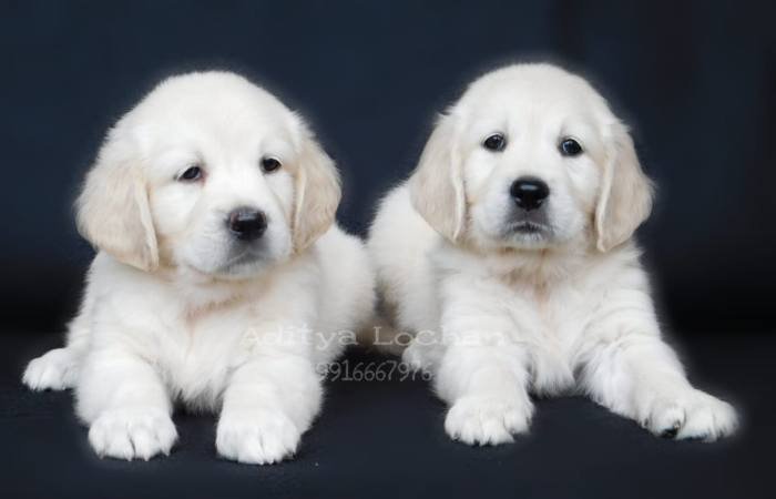 DogsIndia.com - Golden Retriever - Adchan's Kennel - Aditya Lochan