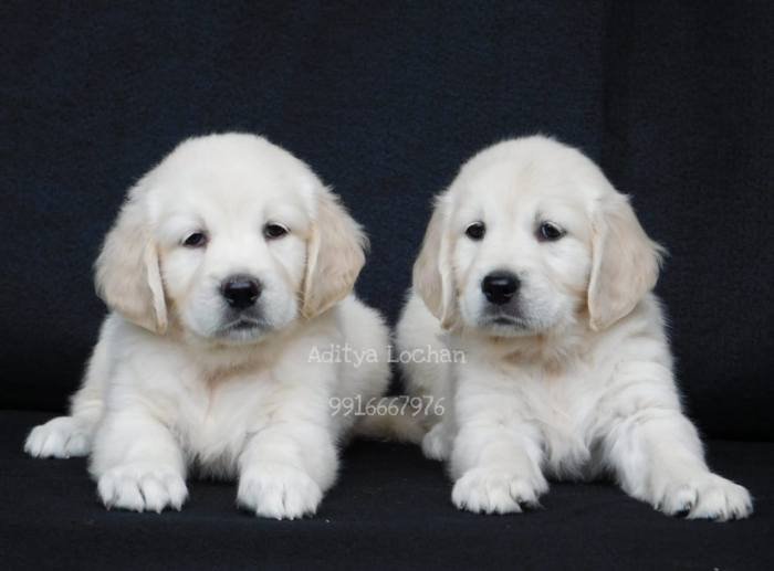 DogsIndia.com - Golden Retriever - Adchan's Kennel - Aditya Lochan